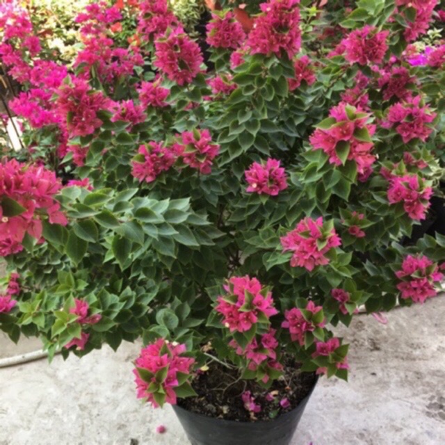 Giống cây hoa giấy độc đáo