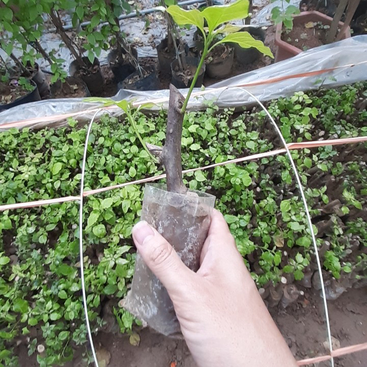 Giống cây hoa giấy ngũ sắc