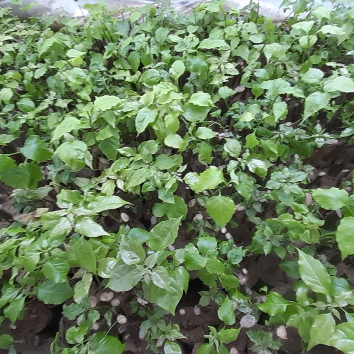 Giống cây hoa giấy ngũ sắc