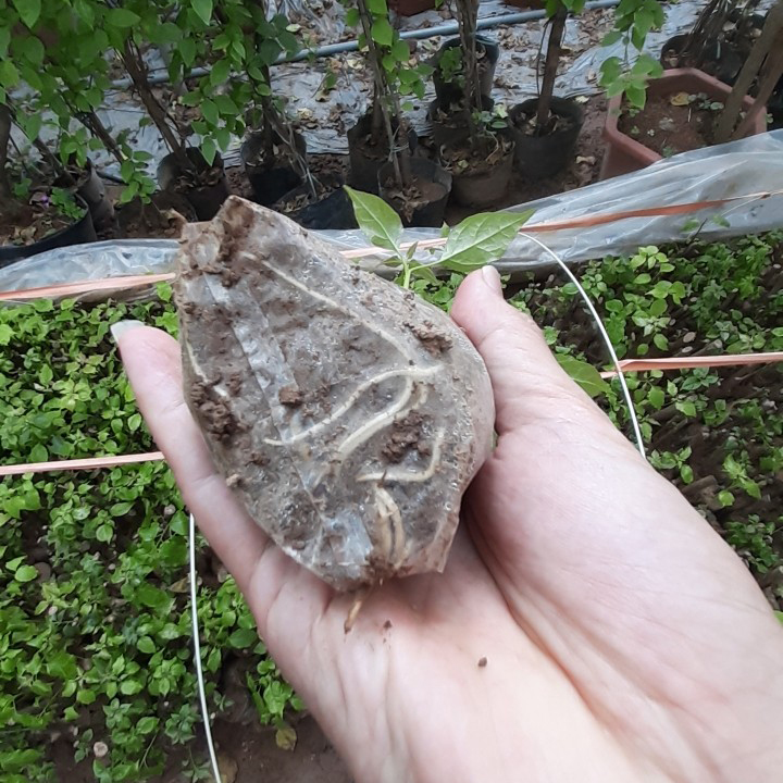 Giống cây hoa giấy ngũ sắc