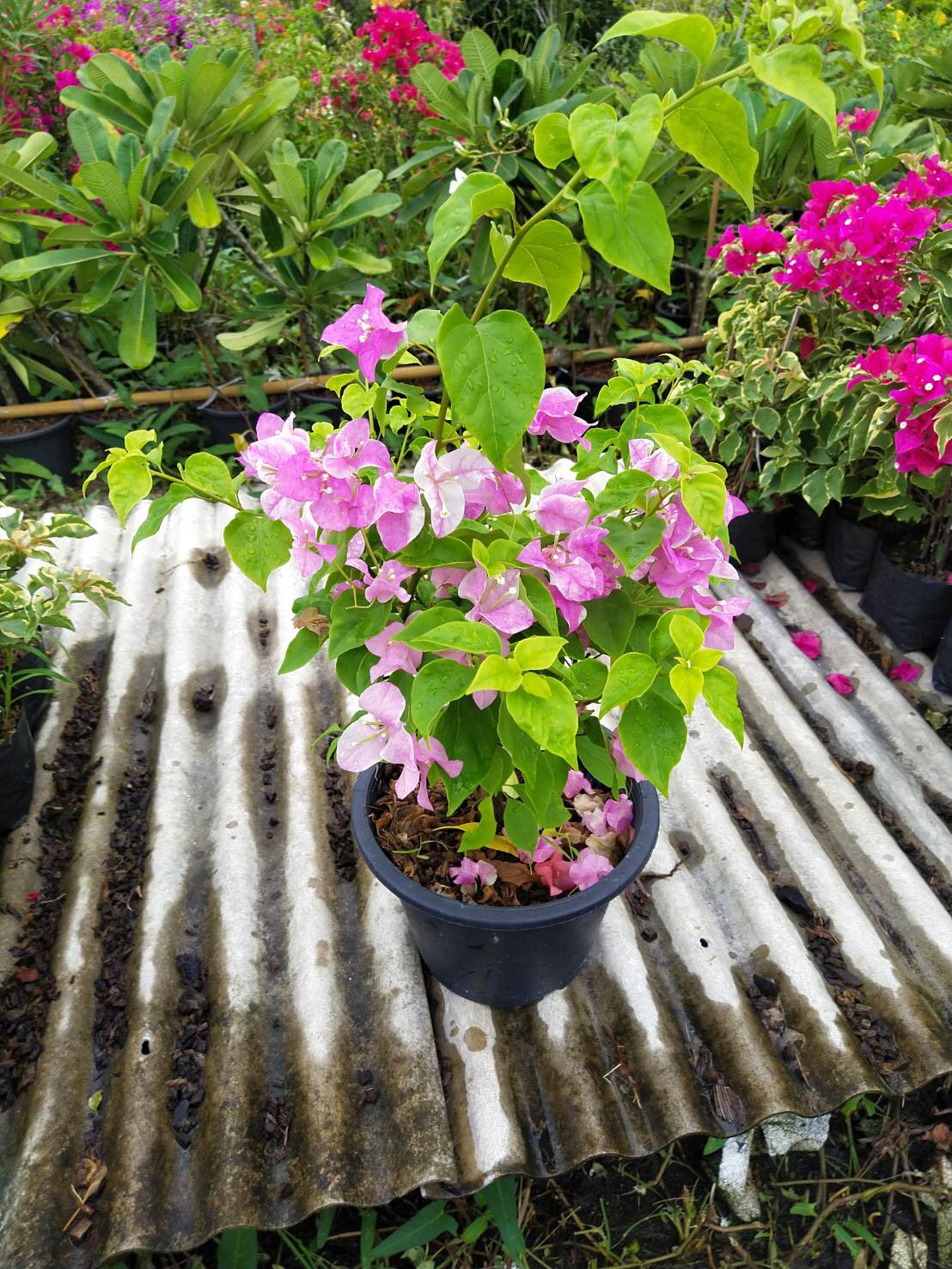 Cây dâm bụt và cây mẫu đơn