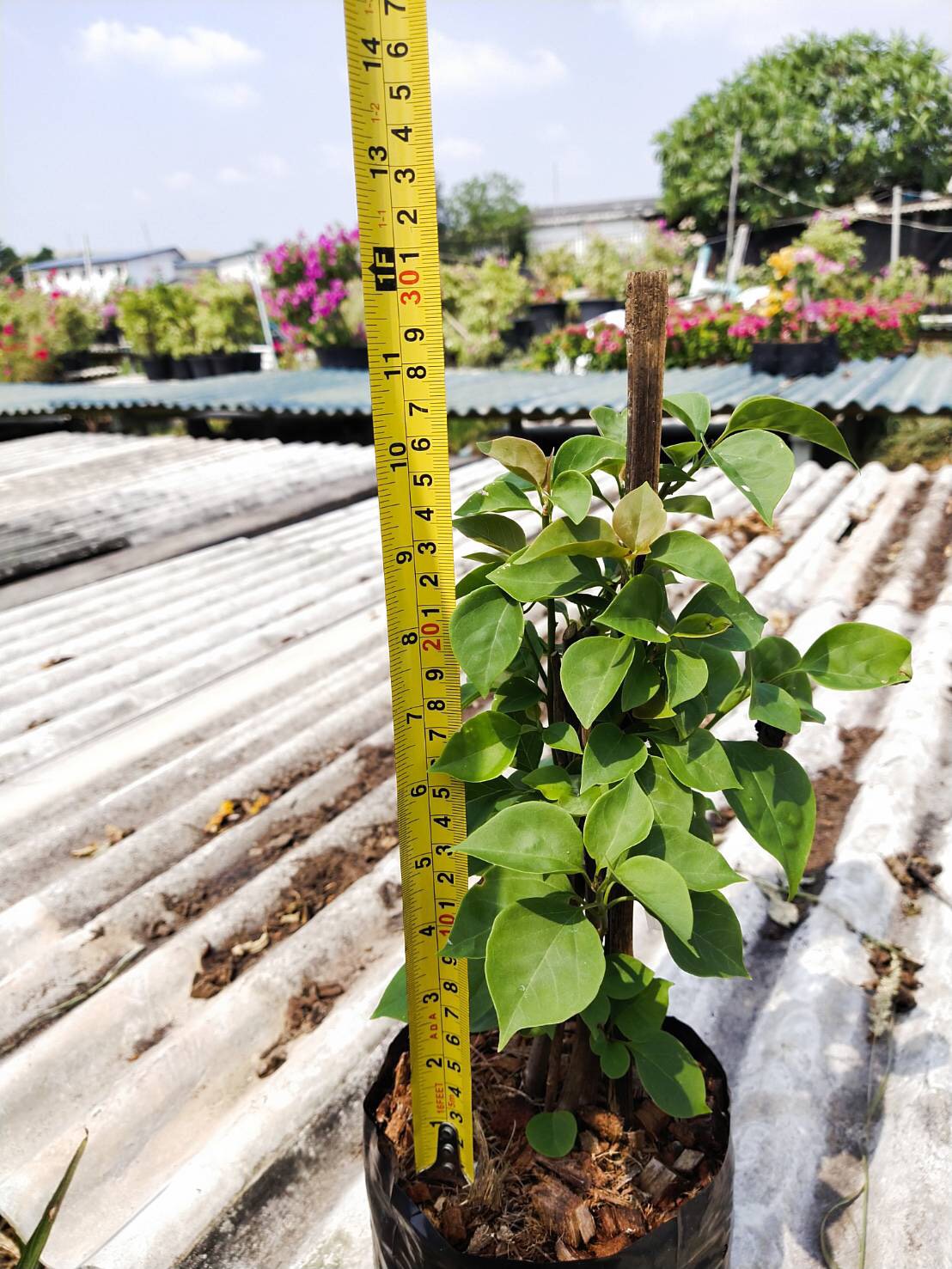 Giống cây hoa giấy nhiều màu