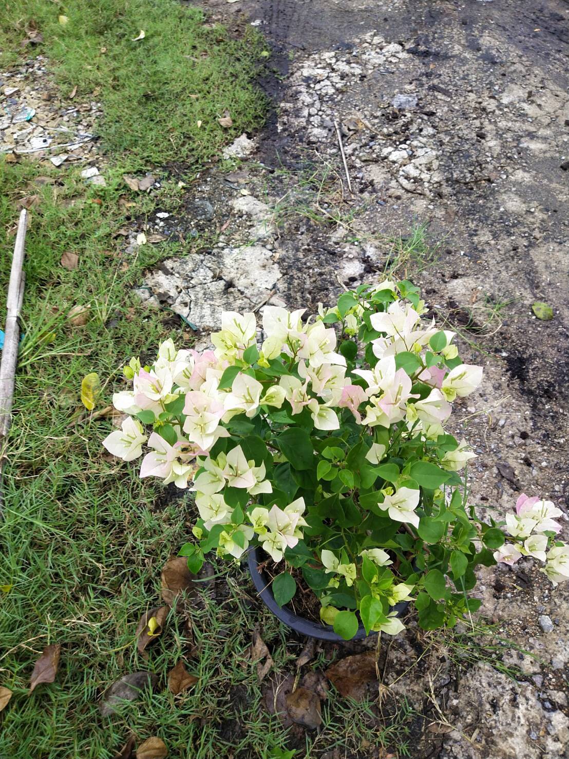 Giống hoa giấy nhiều màu