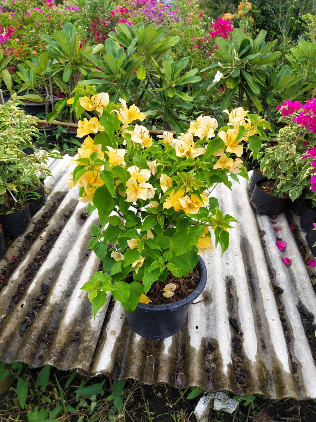 Các giống hoa giấy đa dạng