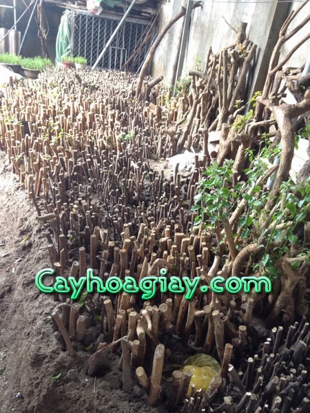 Hạt giống cây hoa giấy