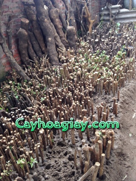 Hạt giống cây hoa giấy