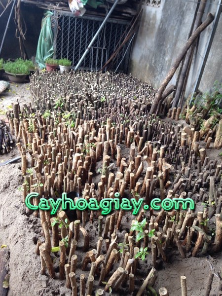 Hạt Giống Cây Hoa Giấy