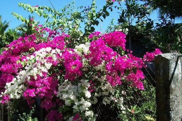 Hình ảnh hoa giấy