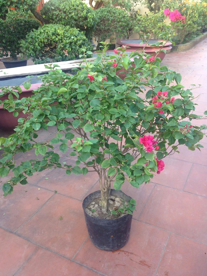 Hình ảnh hoa giấy đỏ