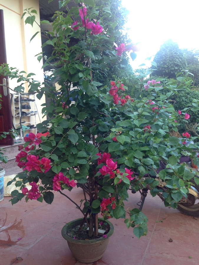 Hình ảnh hoa giấy đỏ