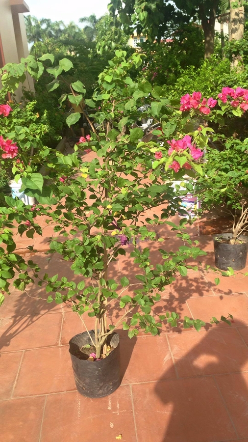 Hoa giấy đỏ vào dịp Tết