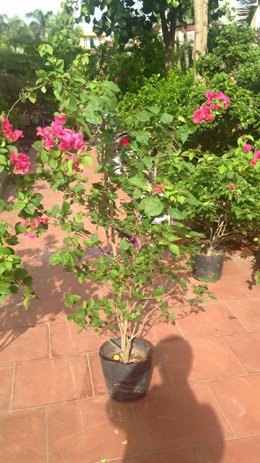 Cây hoa giấy đỏ Tết