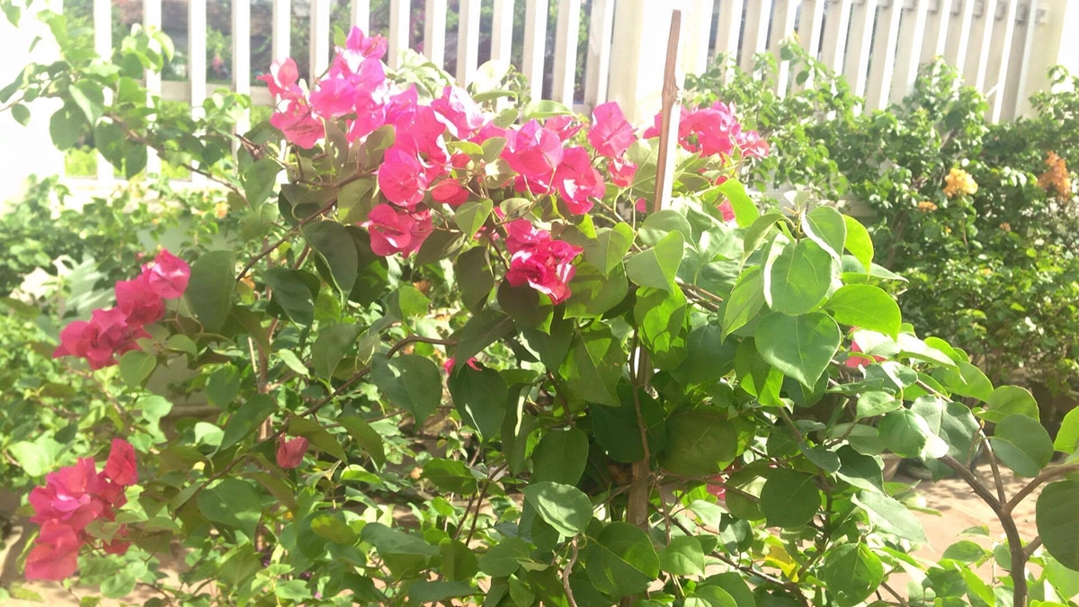 Cây hoa giấy đỏ