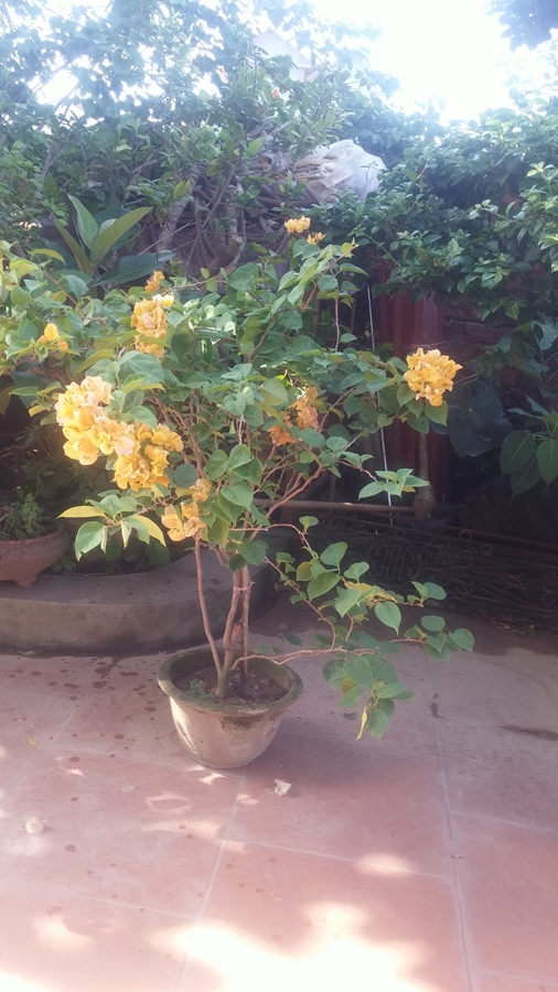 Hoa giấy vàng nở vào dịp Tết