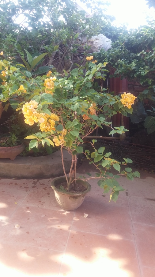 Cây Hoa Giấy Vàng