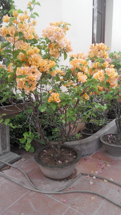 Lưu ý khi làm giàn hoa giấy