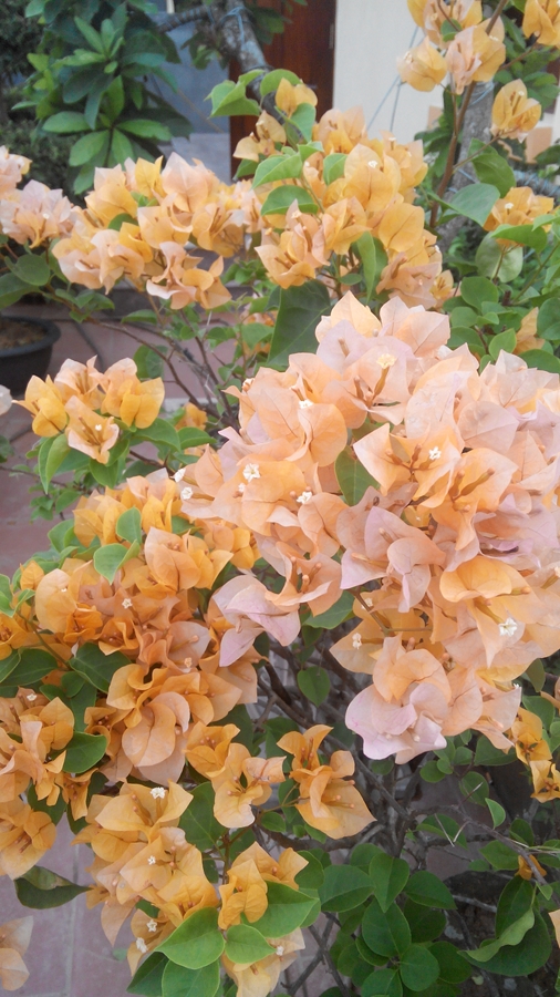 Bonsai Hoa Giấy Đẹp Cho Ngày Tết