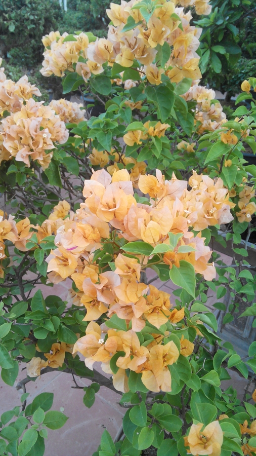 Hoa giấy vàng nở rộ trong nhà