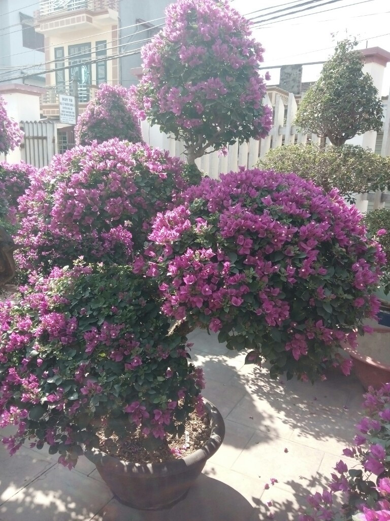 Bông hoa giấy nở rực rỡ