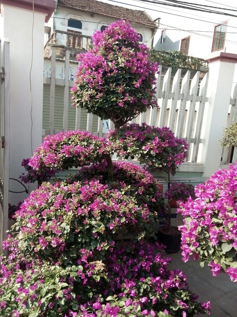 Hoa giấy hợp với mệnh Hỏa và Mộc