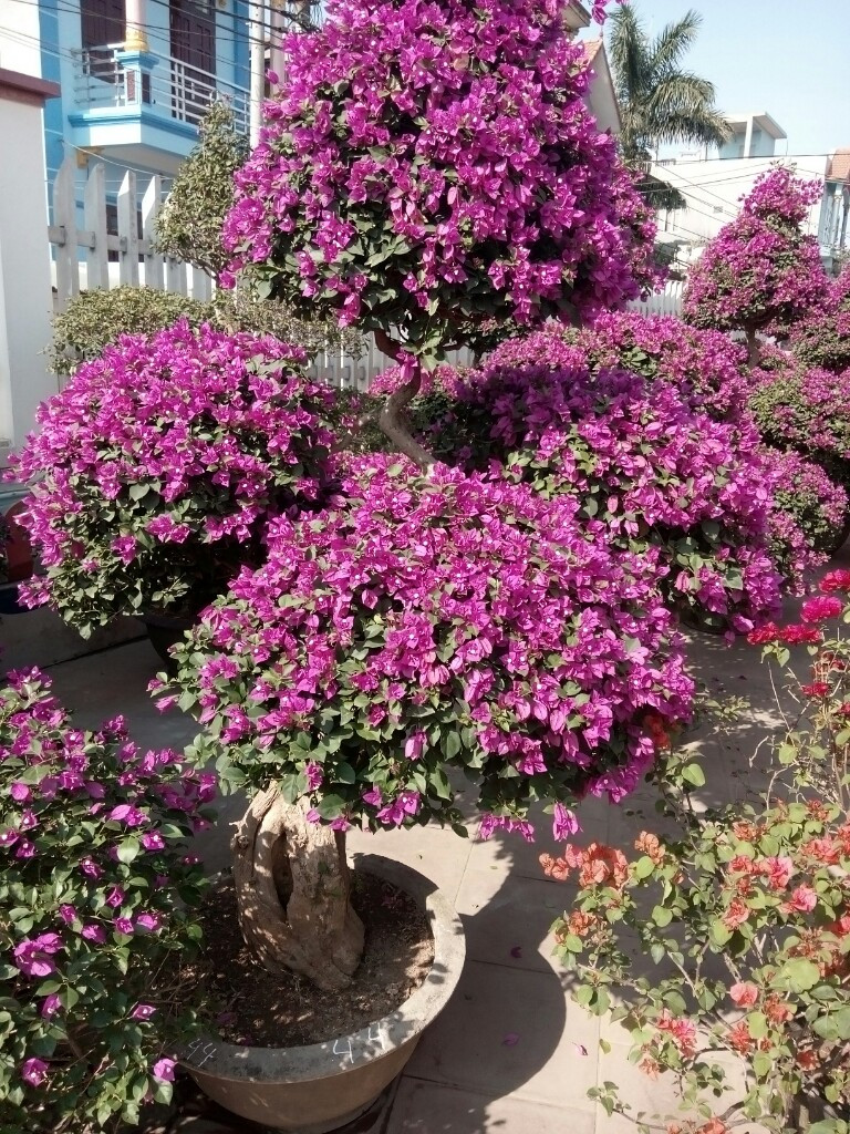 Vườn hoa giấy nở rực rỡ