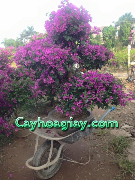 Hoa giấy đa sắc màu