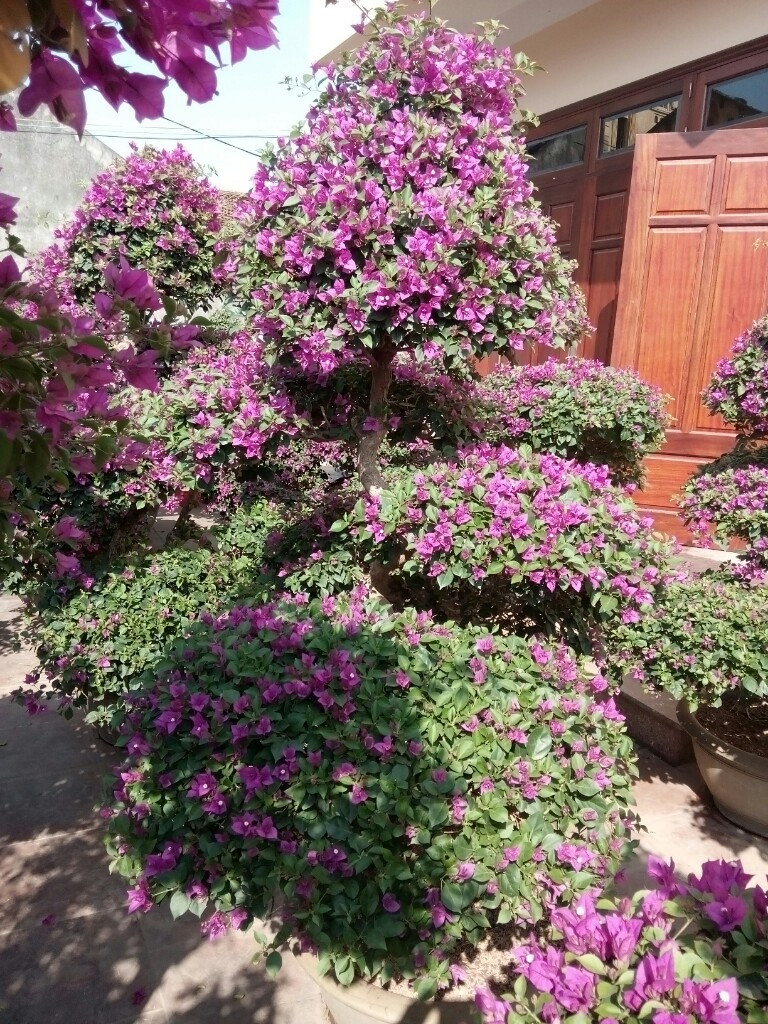 Hoa giấy và phong thủy