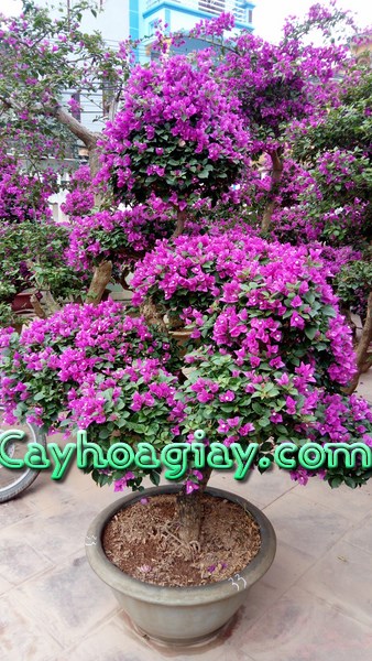 Hoa giấy màu tím