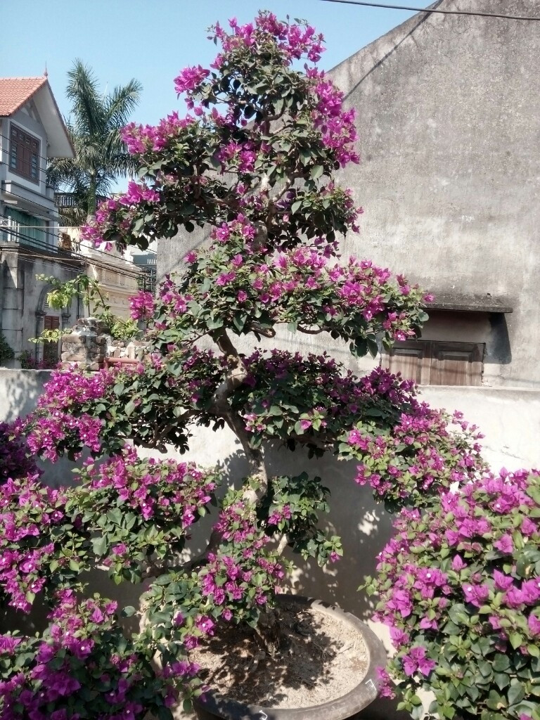 Hoa giấy màu tím