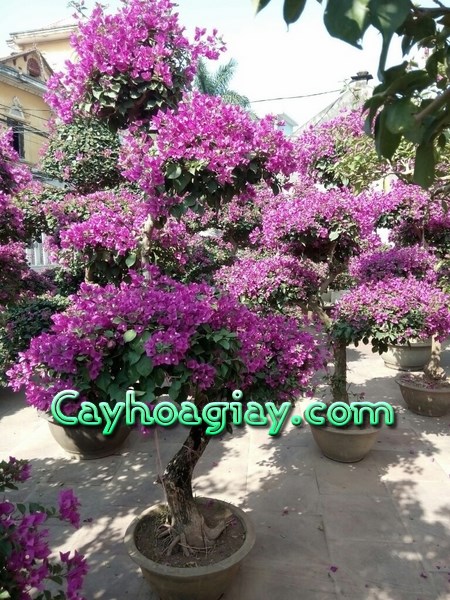 Cận cảnh hoa giấy tím