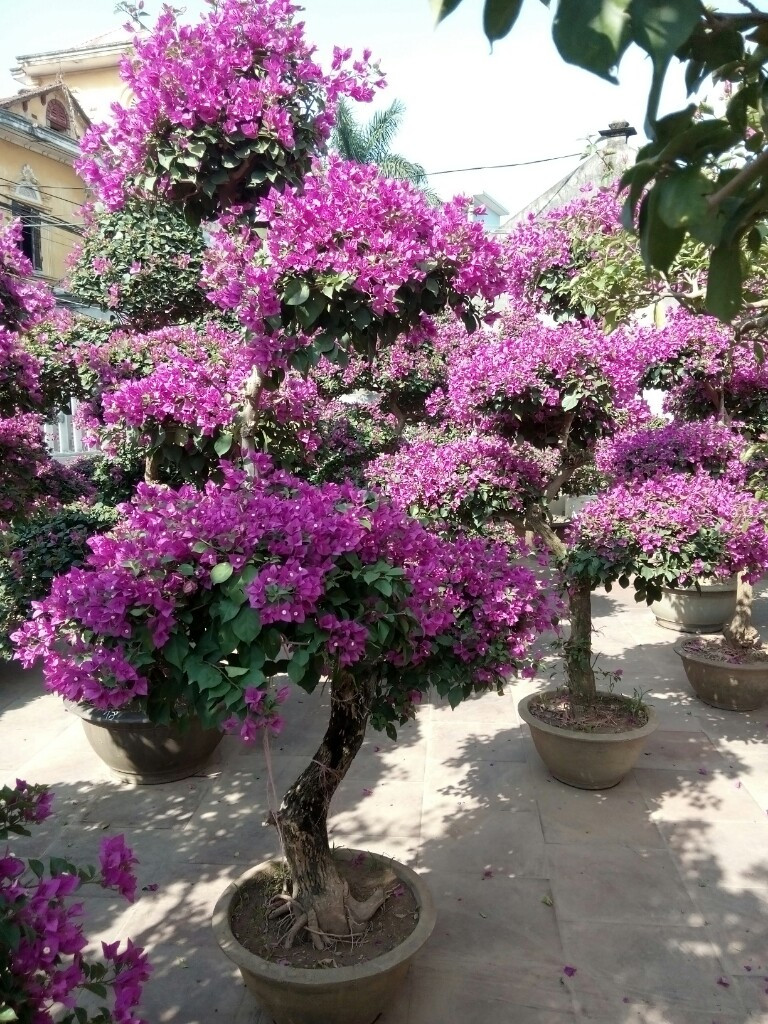 Hoa Giấy Rực Rỡ