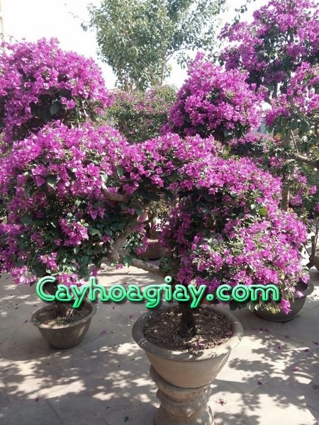 Hoa Giấy Màu Hồng