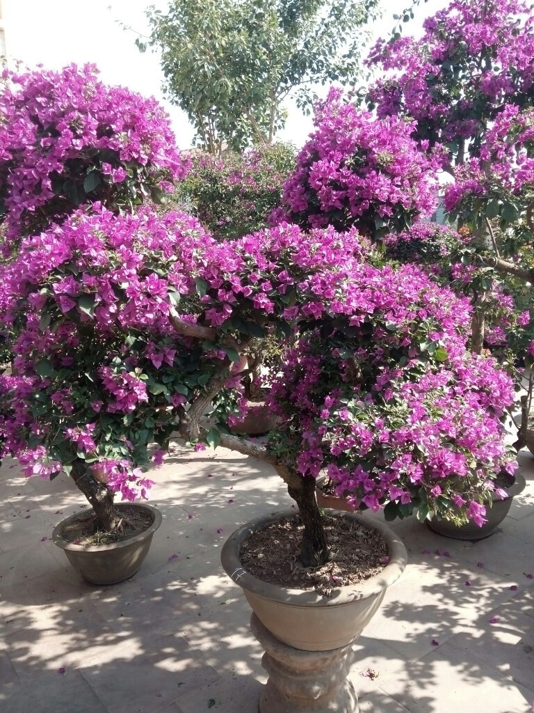 Hình ảnh cây hoa giấy