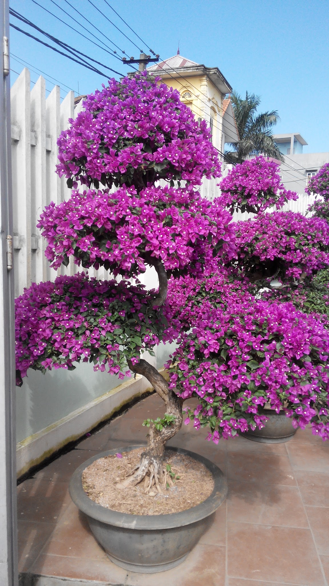 Phân bón cho cây hoa giấy