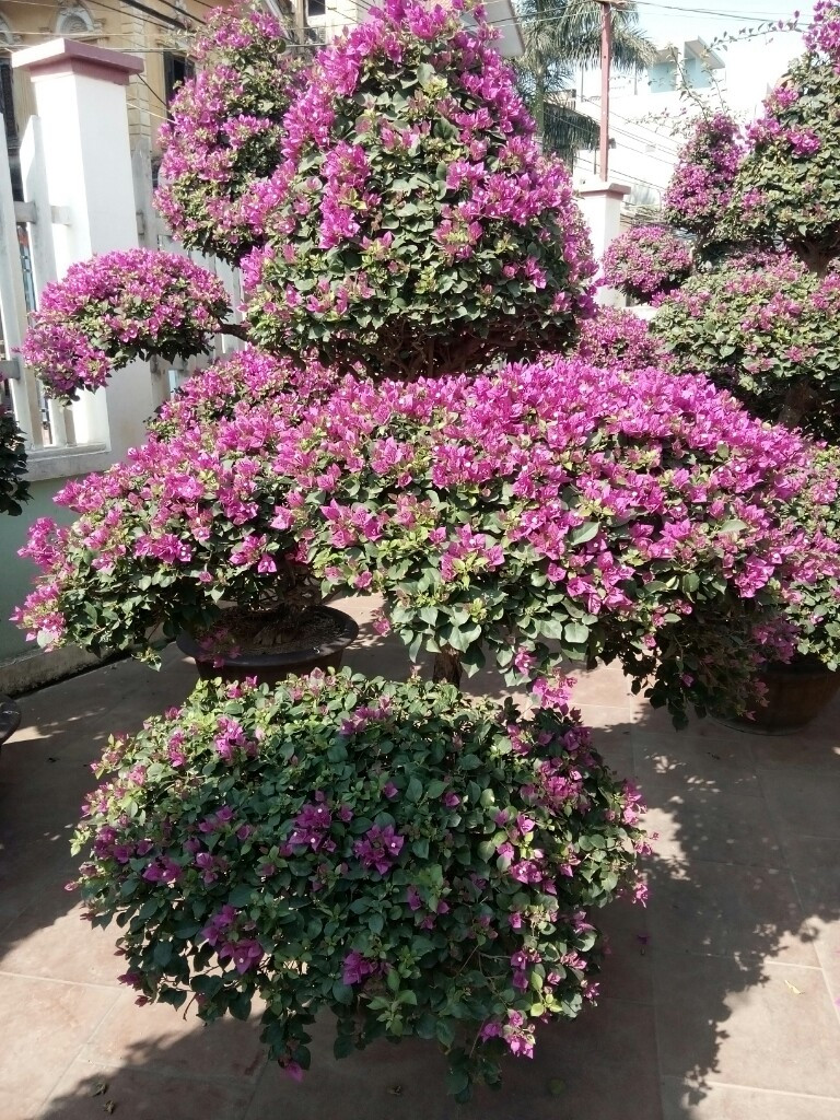 Chăm sóc Hoa Giấy