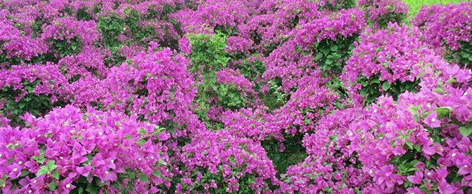 Hoa đào tím hoa giấy