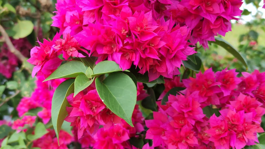 Hoa giấy màu sắc rực rỡ