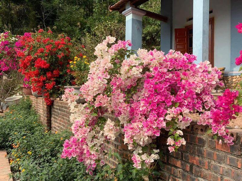 Nhiều Loại Hoa Giấy