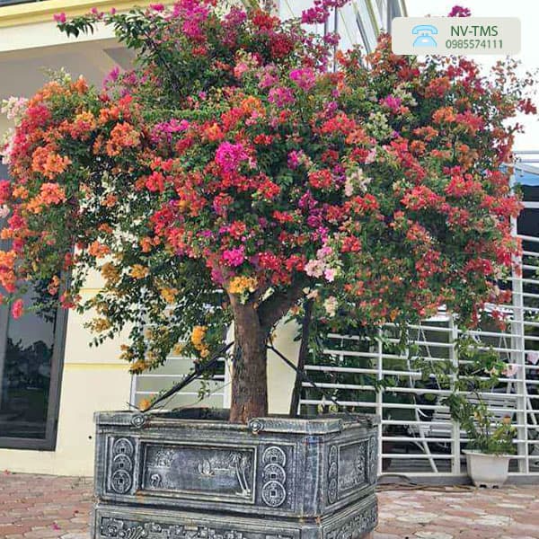 Vườn hoa giấy trên sân thượng