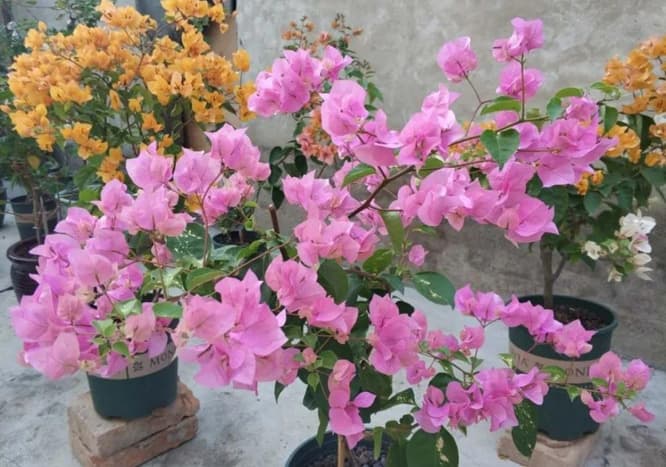 Hoa giấy ngũ sắc