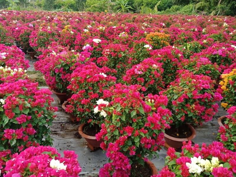 Hoa Giấy Nhiều Màu