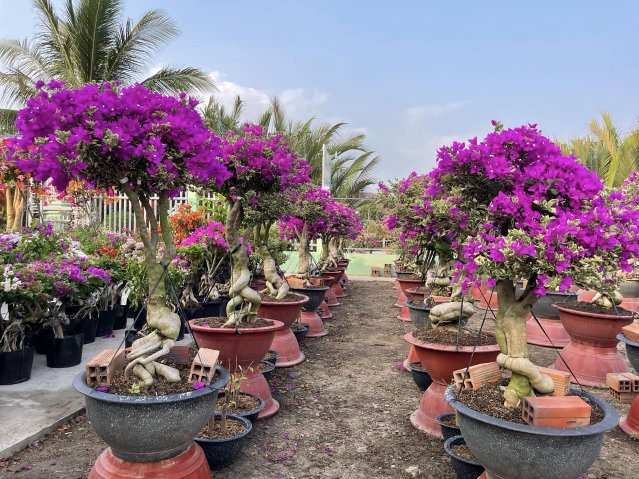 Cây hoa giấy bonsai