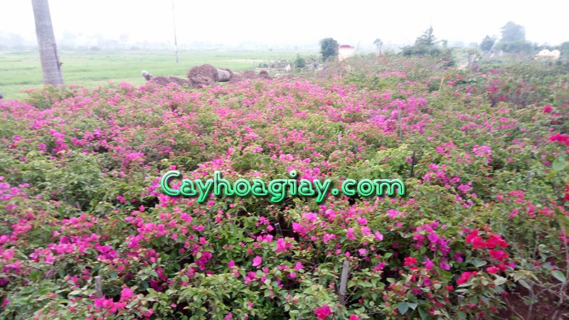 Công trình hoa giấy