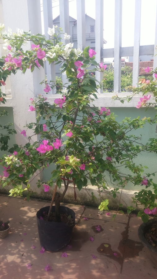 Hoa giấy công trình