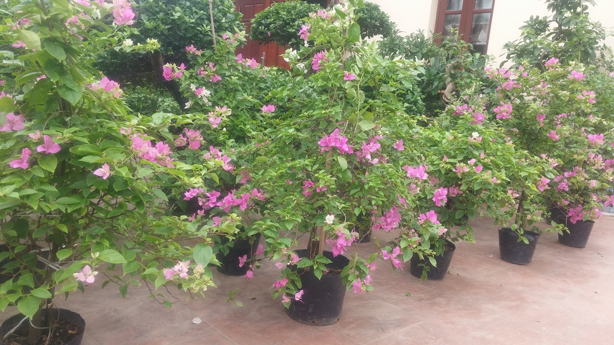 Cây Hoa Giấy Đẹp Như Một Tác Phẩm Nghệ Thuật