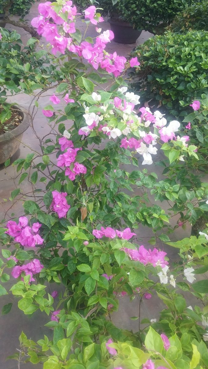 Hoa giấy công trình