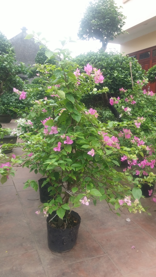 Hoa giấy trang trí ban công