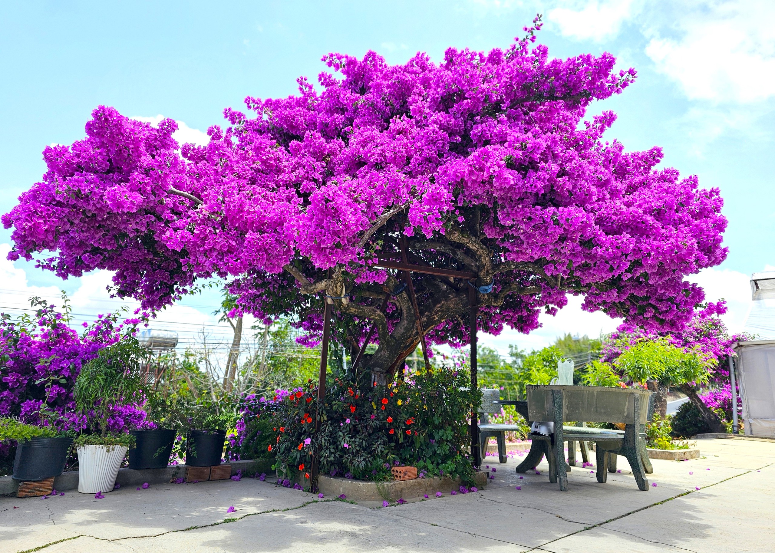 Hoa giấy Đà Lạt