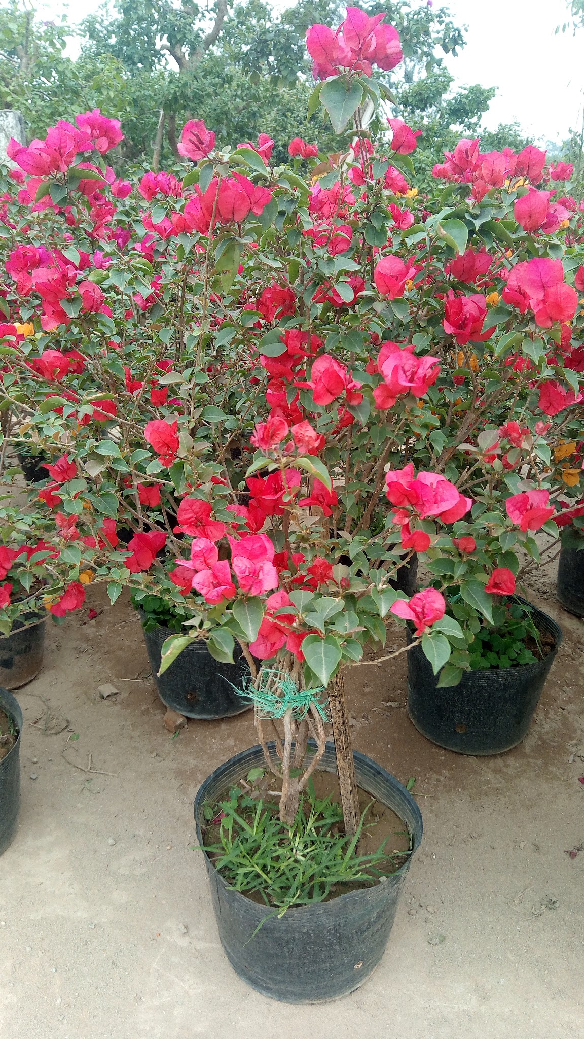 Hoa Giấy Đỏ Đậm