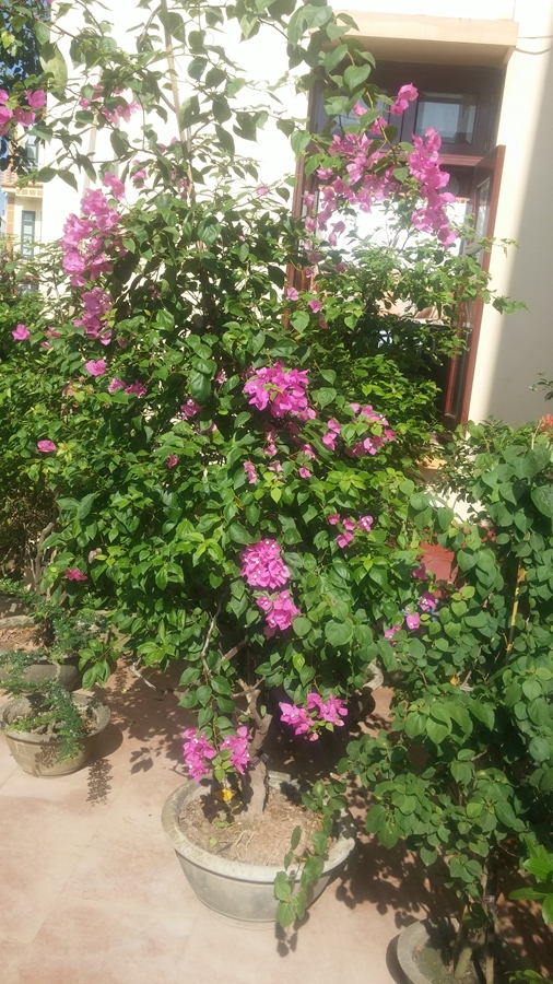 Hoa giấy màu hồng